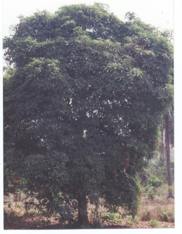 kolanuttree.jpg